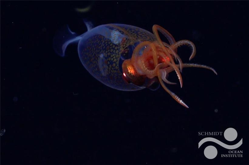 Dies ist die erste bestätigte Live-Beobachtung des Riesenkalmars, Mesonychoteuthis hamiltoni, in seinem natürlichen Lebensraum. Das Team auf dem Forschungsschiff Falkor des Schmidt Ocean Institute hat das Tiefseewesen mit seinem ferngesteuerten Fahrzeug SuBastian in einer Tiefe von 600 Metern gefilmt.
