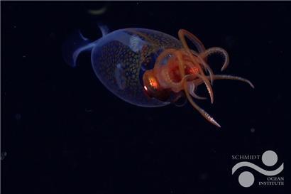 Dies ist die erste bestätigte Live-Beobachtung des Riesenkalmars, Mesonychoteuthis hamiltoni, in seinem natürlichen Lebensraum. Das Team auf dem Forschungsschiff Falkor des Schmidt Ocean Institute hat das Tiefseewesen mit seinem ferngesteuerten Fahrzeug SuBastian in einer Tiefe von 600 Metern gefilmt.
