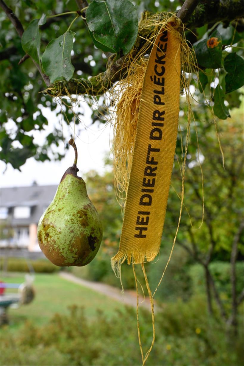 Diese Birne darf man kostenfrei mit nach Hause nehmen 
