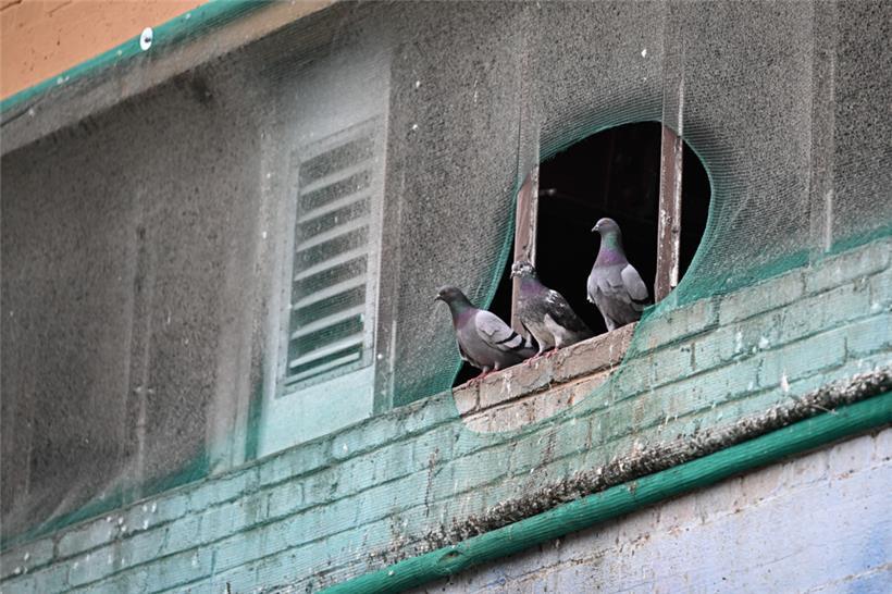Diese Exemplare kümmert das angebrachte Taubennetz nur wenig
