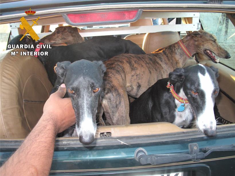 Diese Galgos hatten Glück und wurden von der spanischen Polizei gerettet
