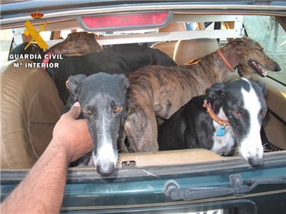 Diese Galgos hatten Glück und wurden von der spanischen Polizei gerettet
