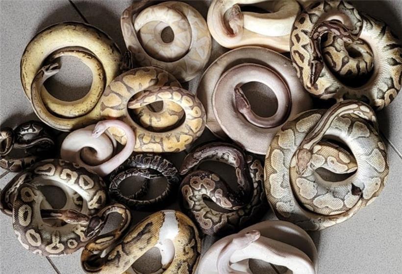 Diese Königspythons konnte ein Tierschützer nur noch tot fotografieren. 
