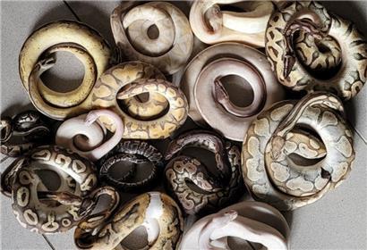 Diese Königspythons konnte ein Tierschützer nur noch tot fotografieren. 

