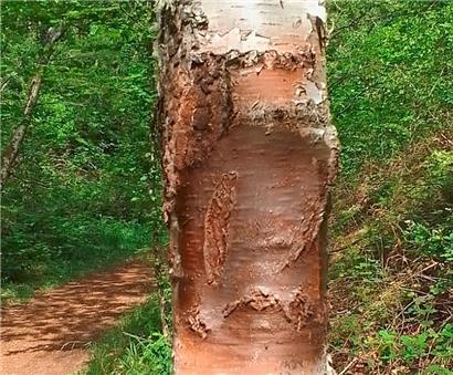 Dieser Baum auf der Strecke zwischen Düdelingen und Rümelingen wurde in der vergangenen Woche erneut beschädigt
