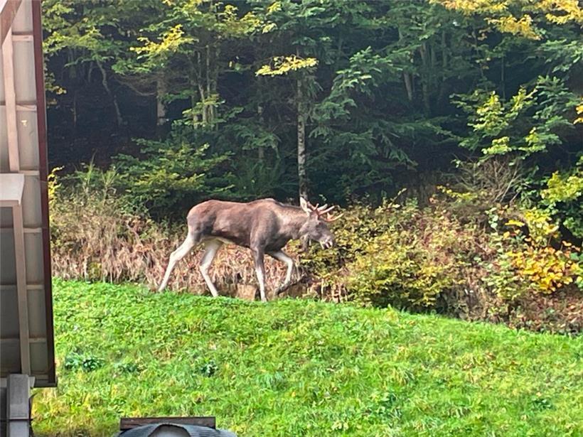 Dieses undatierte vom Landratsamt Ortenaukreis zur Verfügung gestellte Foto zeigt einen Elch unbekannter Herkunft, der in den vergangenen Tagen im Schwarzwald gesichtet worden ist
