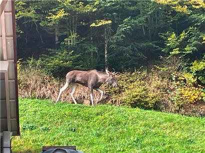 Dieses undatierte vom Landratsamt Ortenaukreis zur Verfügung gestellte Foto zeigt einen Elch unbekannter Herkunft, der in den vergangenen Tagen im Schwarzwald gesichtet worden ist
