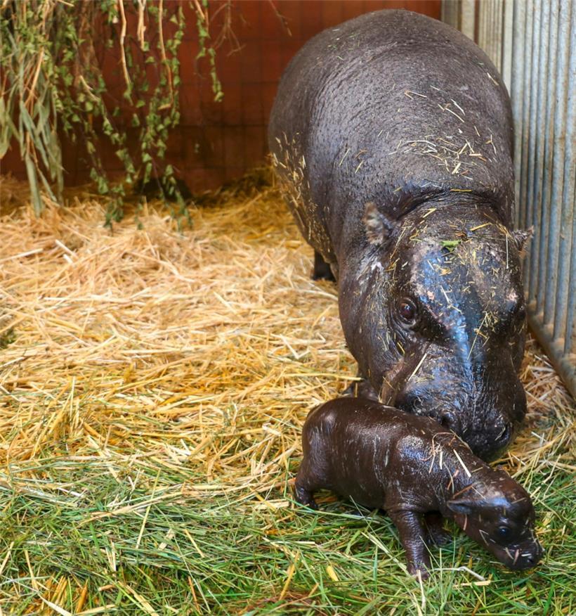 Dieses vom Zoo Berlin zur Verfügung gestellte Foto zeigt ein kleines Zwergflusspferd (Choeropsis liberiensis) mit seiner Mutter Debbie im Zoo Berlin. Zwei seltene Zwergflusspferde haben Anfang Juni im Berliner Zoo das Licht der Welt erblickt. Eines davon verstarb jedoch kurz nach der Geburt. Die Zwillinge kamen bereits am 3. Juni nach einer Tragzeit von 207…
