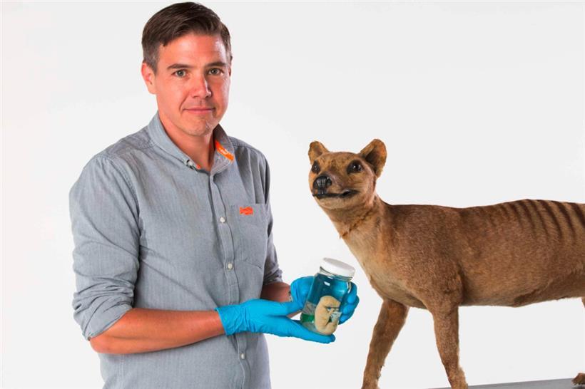 Dieses von der Universität Melbourne zur Verfügung gestellte Foto zeigt Professor Andrew Pask mit einem konservierten Tasmanischen Tigerbaby in einem Glas und einem Modell des Tieres
