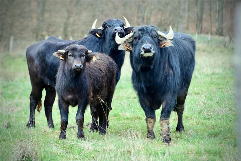 Drei Wasserbüffel wurden in Brandenburg positiv auf die Maul- und Klauenseuche getestet
