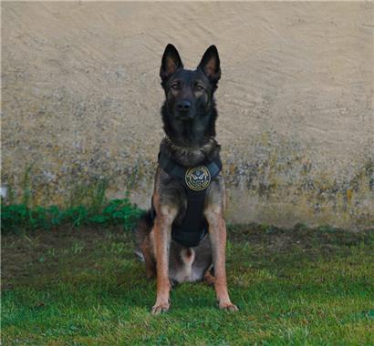 Drogenspürhund Chase hat angeschlagen
