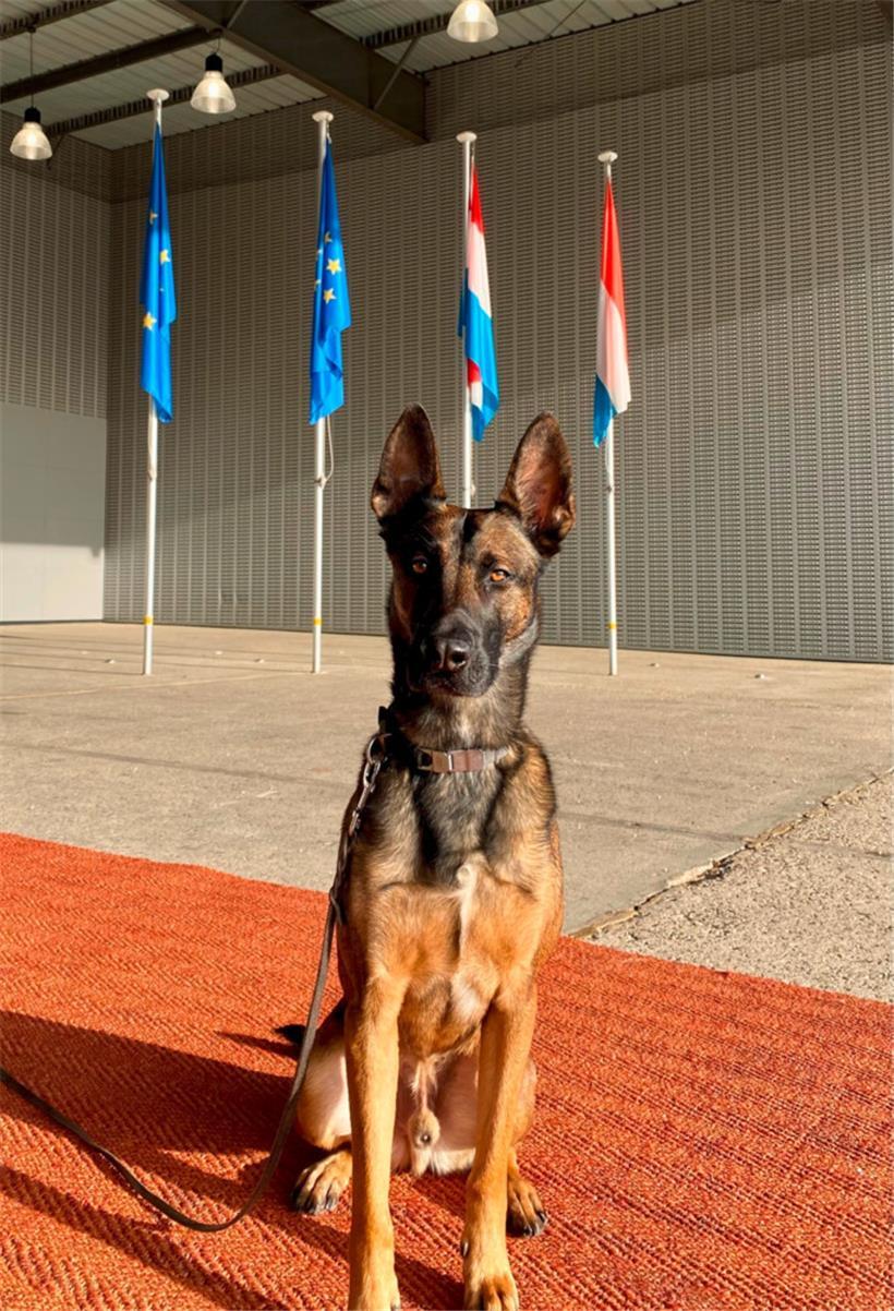 Drogenspürhund Dino