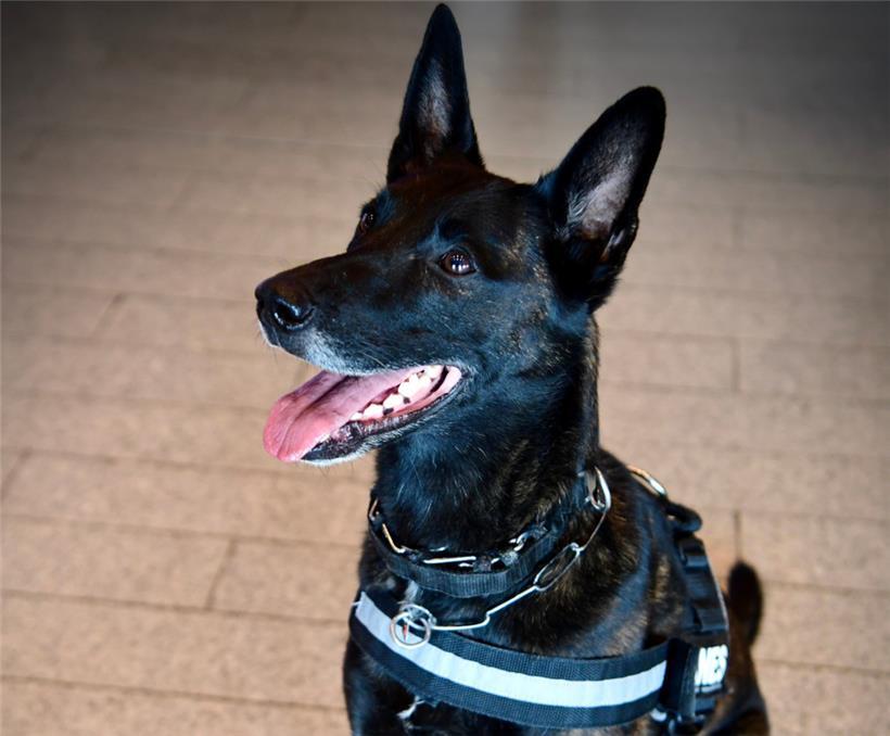 Drogenspürhund Gwen