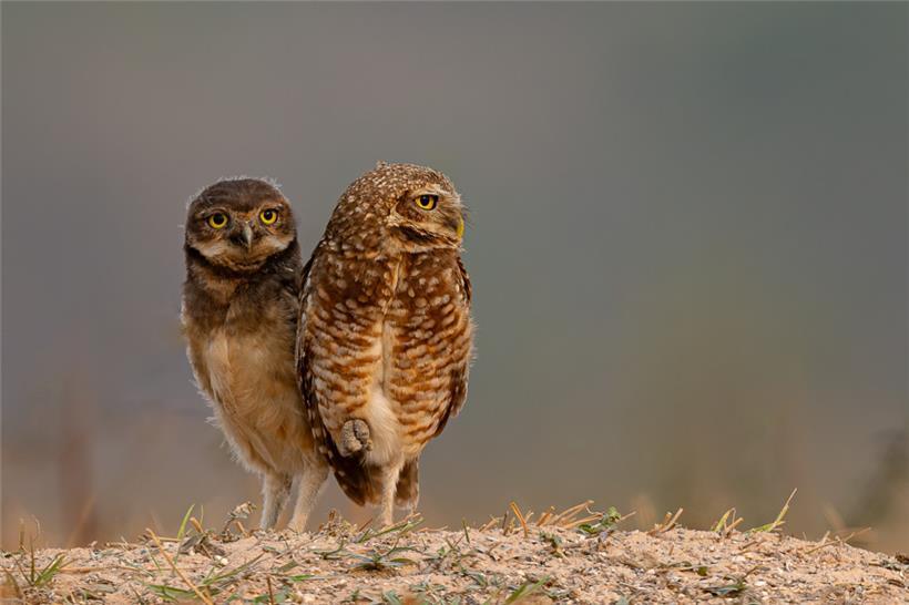 Drollige Gesellen mit großen Augen
