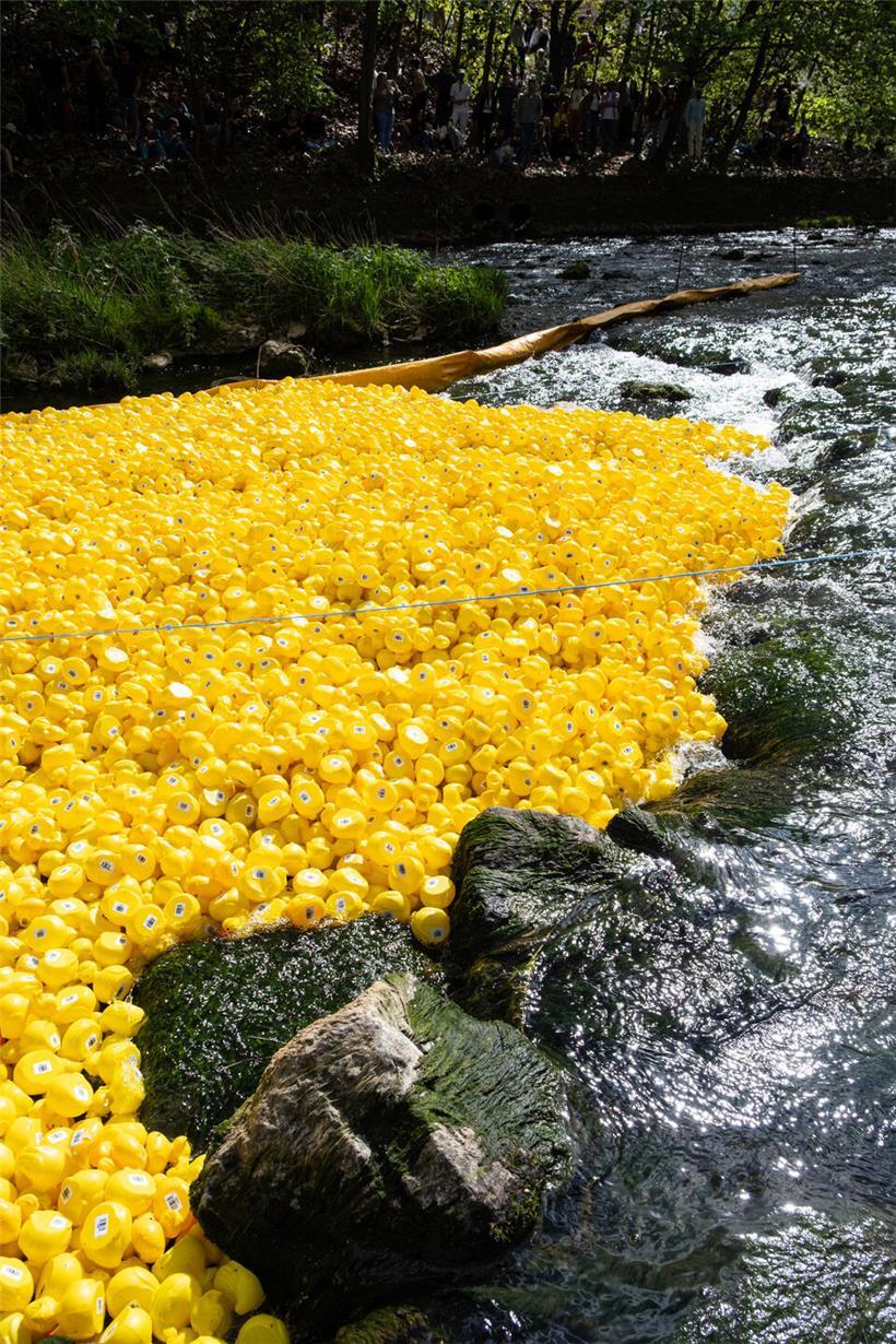 Bunte Quietscheenten beim Entenrennen 2026 auf dem Wasser, fröhliches Outdoor-Event mit Teilnehmern und Zuschauern