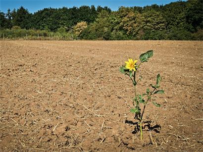 Dürreperioden sind in Luxemburg kein unbekanntes Phänomen. Und sie treten immer häufiger auf.