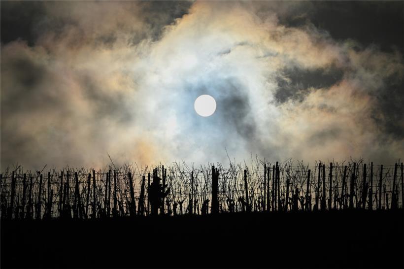 Dunkle Wolken über der Branche: Dieser Weinberg wird noch bewirtschaftet, aber immer mehr Flächen liegen brach
