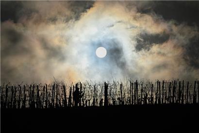 Dunkle Wolken über der Branche: Dieser Weinberg wird noch bewirtschaftet, aber immer mehr Flächen liegen brach
