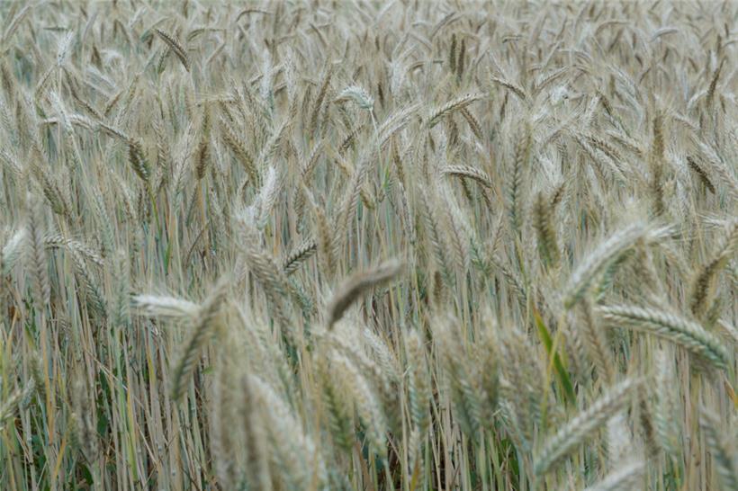 Durch die Energiekrise werden Düngemittel teurer, womit sich wiederum Grundnahrungsmittel verteuern
