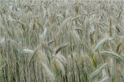 Durch die Energiekrise werden Düngemittel teurer, womit sich wiederum Grundnahrungsmittel verteuern
