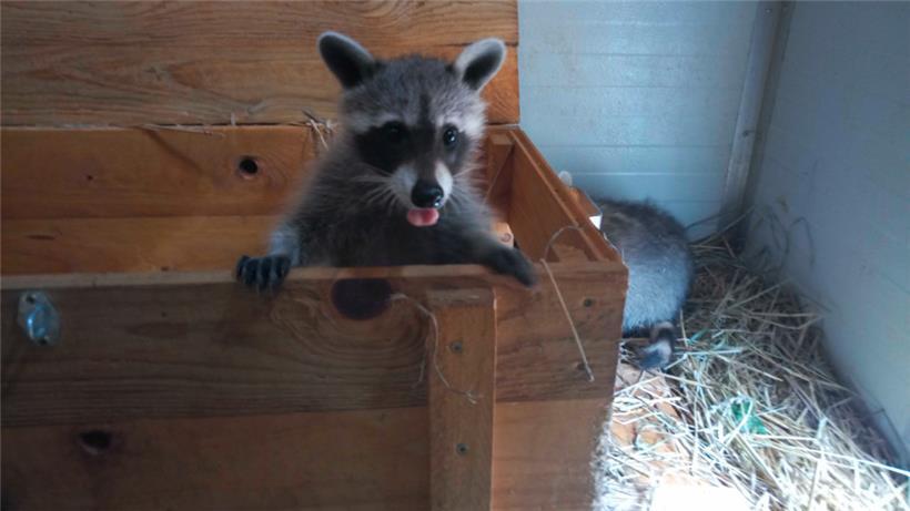 Egal, wie süß die Waschbären aussehen: Sie sind keine geeigneten Haustiere
