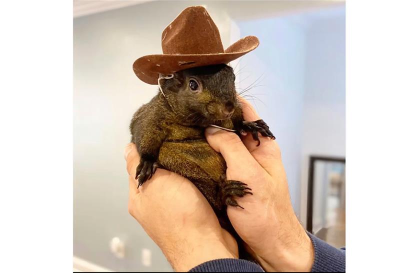 Eichhörnchen Peanut wurde von Beamten des State Department of Environmental Conservation beschlagnahmt
