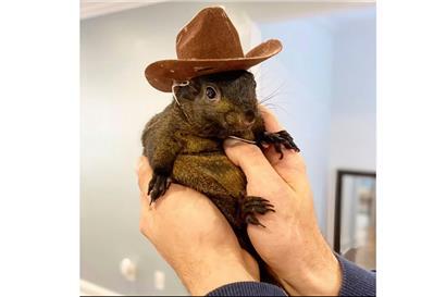 Eichhörnchen Peanut wurde von Beamten des State Department of Environmental Conservation beschlagnahmt
