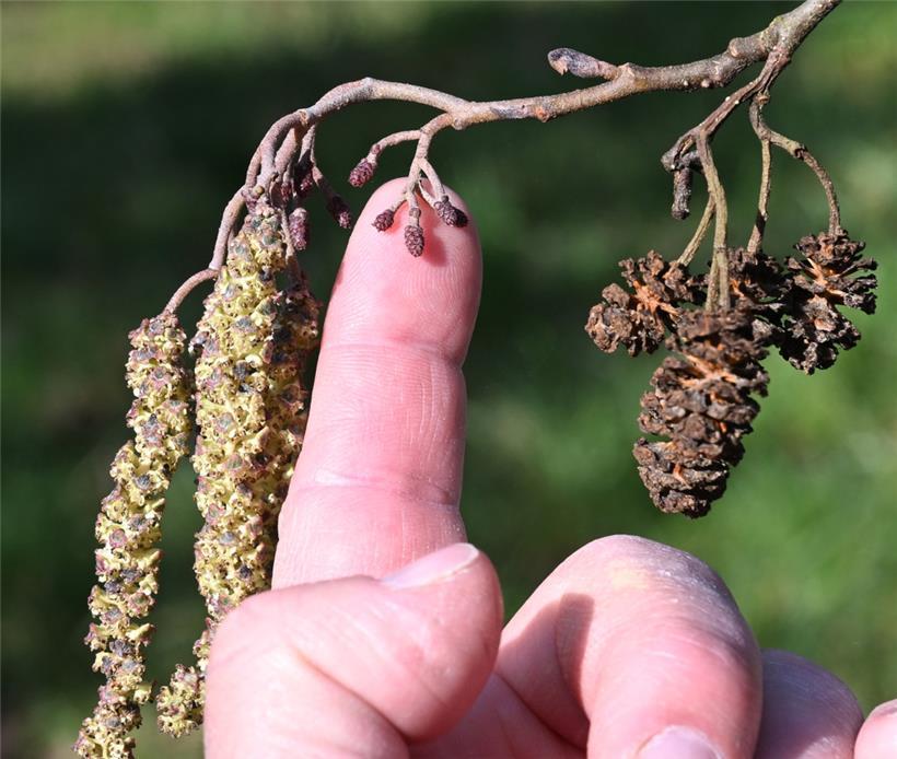 Eike Jablonski zeigt auf die weibliche Blüte einer Erle. Links daneben ist die m...