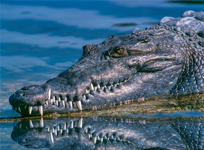 Ein 3,6 Meter langes Krokodil landete in Australien im Kochtopf
