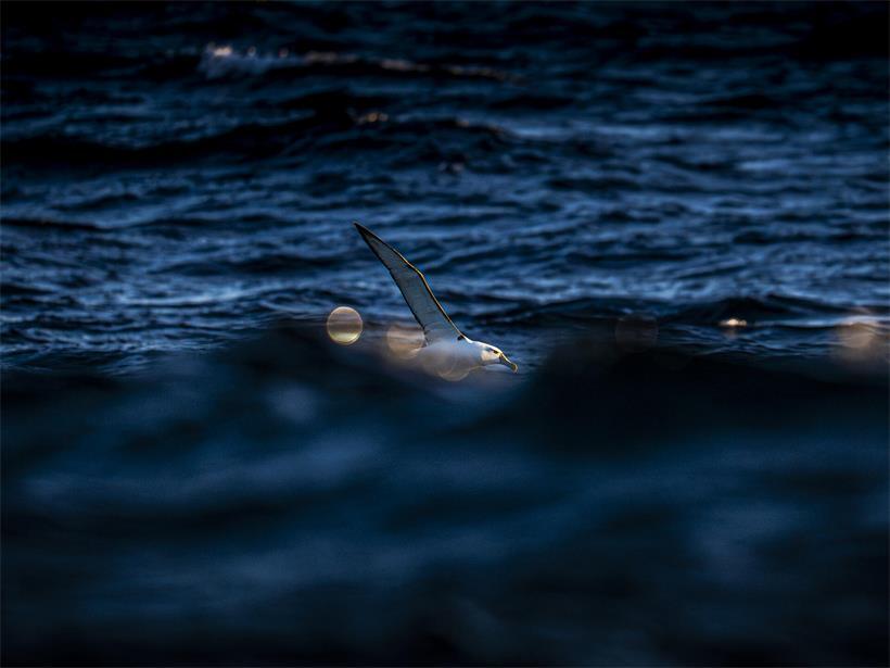 Ein Albatros bei Sonnenaufgang vor der tasmanischen Küste. Der Vogel fliegt so dicht an der Meeresoberfläche, dass er einstweilen hinter den Wellen verschwindet.
