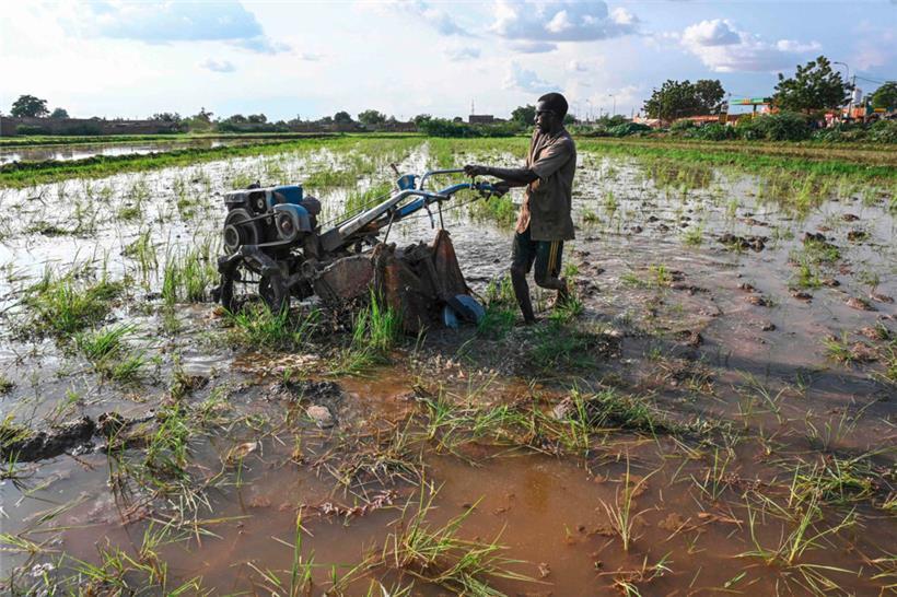 Ein Bauer auf einem Reisfeld in der Nähe von Niamey
