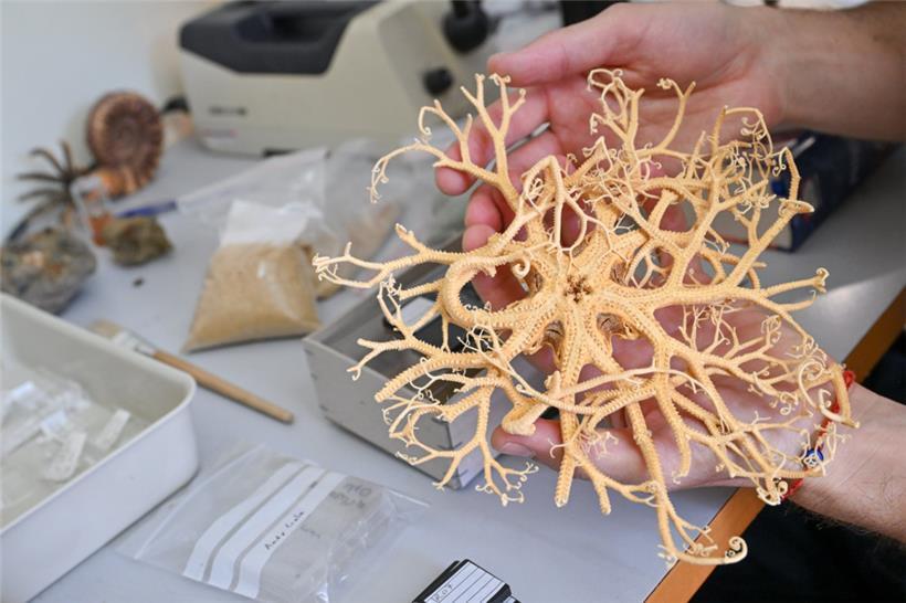 Ein Beispiel eines Schlangensterns – dem Meeresbewohner, dem Ben Thuy einen Großteil seiner Forschung widmet
