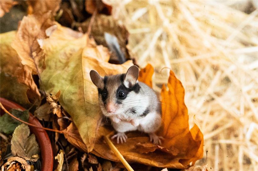 Ein Besucher, der immer seltener zu sehen ist: Der Gartenschläfer braucht Hilfe
