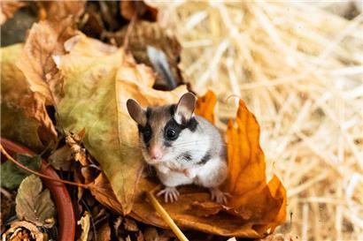Ein Besucher, der immer seltener zu sehen ist: Der Gartenschläfer braucht Hilfe

