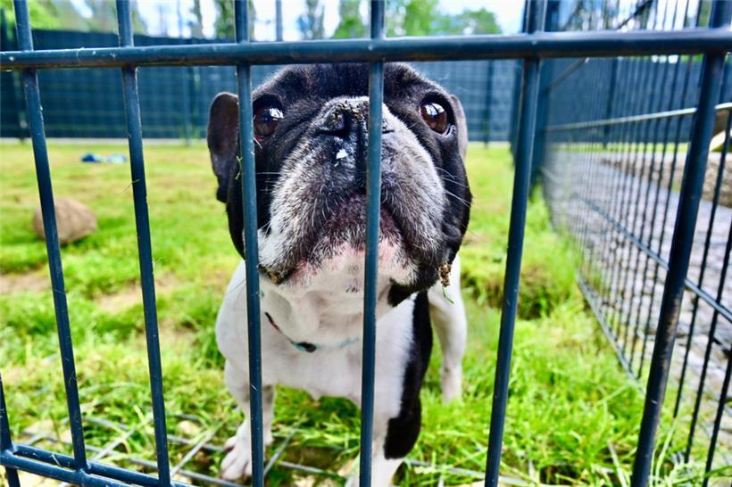 Ein Bewohner des Schifflinger Tierasyls auf Tuchfühlung
