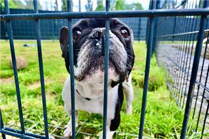 Ein Bewohner des Schifflinger Tierasyls auf Tuchfühlung
