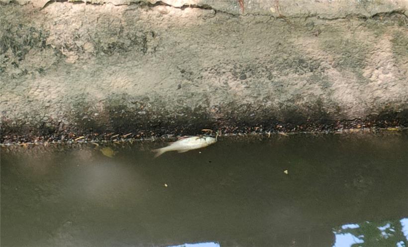 Ein Bild vom Dienstag: tote Fische in der Dipbech
