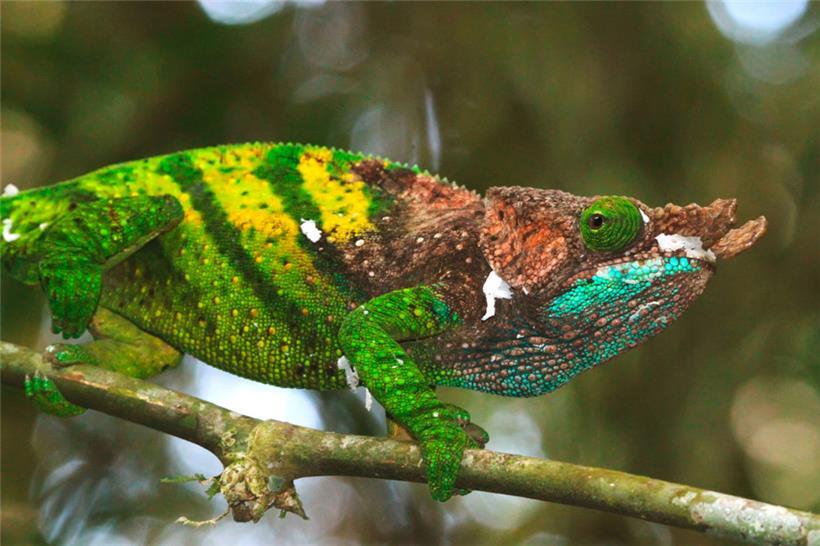 Ein Chamäleon von O’Shaughnessy: Eine Studie unter Leitung der Universität Oxford hat ergeben, dass viele Inselreptilien vom Aussterben bedroht sind, obwohl sie noch weitgehend unerforscht sind
