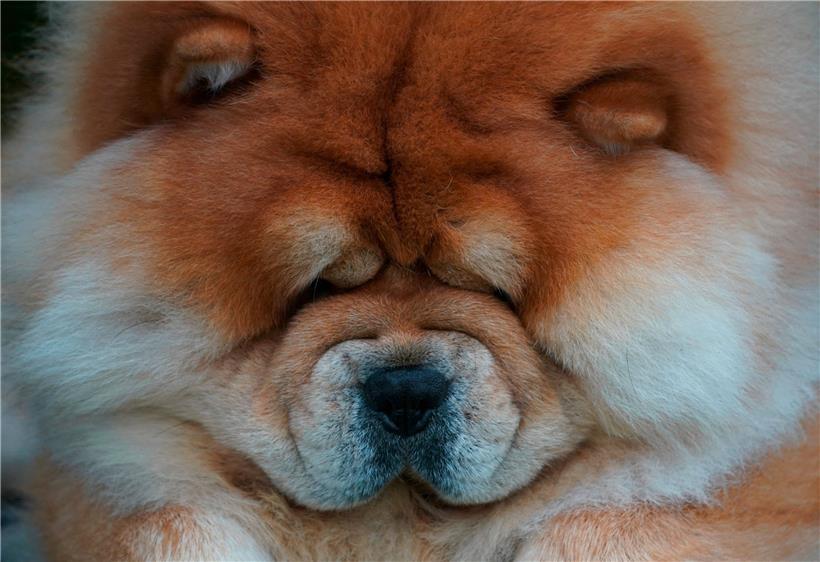 Ein Chow Chow bei einer Hundeshow: Die Forscher fanden heraus, dass alle 14 Proben von tiefgekühltem Rohfutter antibiotikaresistente Enterokokken enthielten
