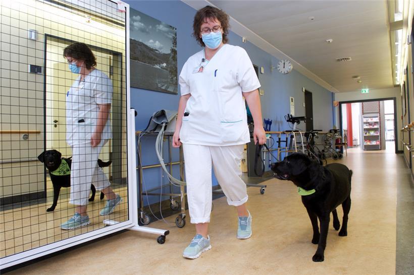 Ein Doppelpack im Einsatz: Wenn Labradorhündin Miss im Wiltzer „Centre hospitalier du Nord“ (CHdN) in die Übungen der Patientinnen und Patienten integriert wird, ist Krankenschwester Tessy Ruppert stets an ihrer Seite
