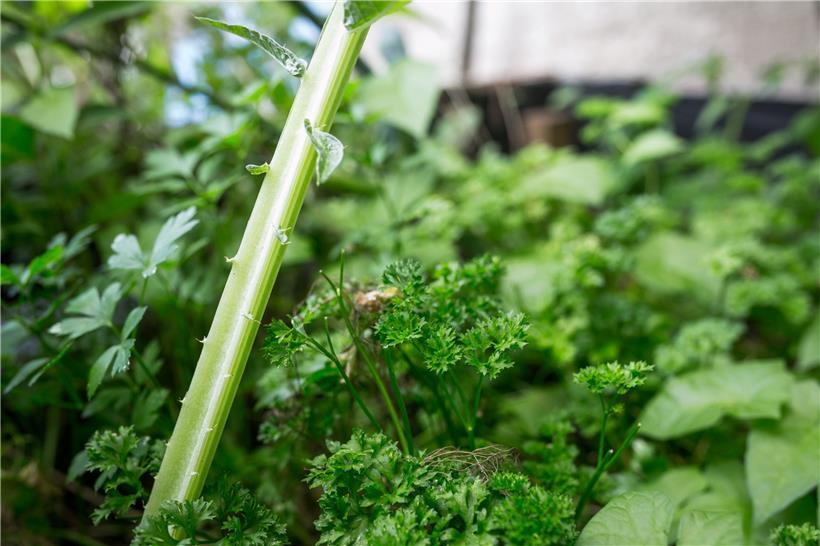 Ein Drittel aller produzierten Lebensmittel werden weggeworfen. Das ist zu viel ...