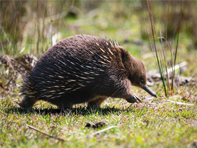 Echidna sucht Nahrung an der tasmanischen Ostküste im natürlichen Lebensraum Australiens