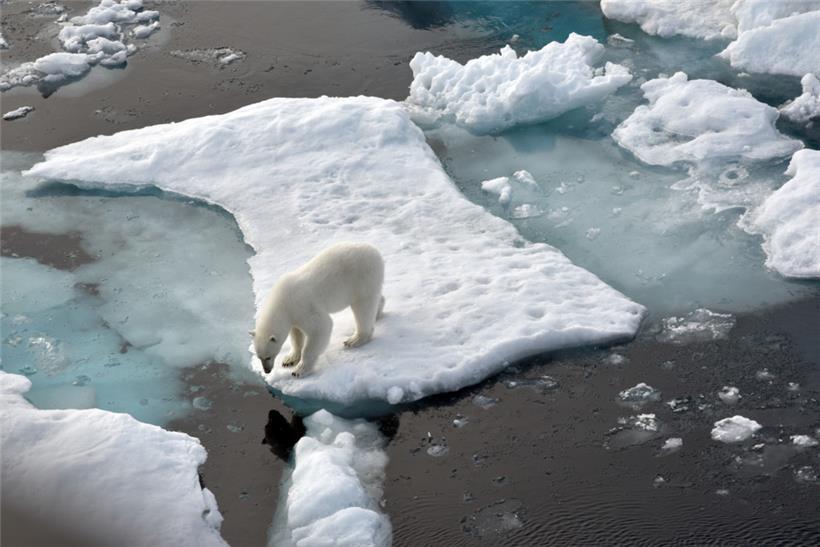 Ein Eisbär steht im Nordpolarmeer auf einer Eisscholle
