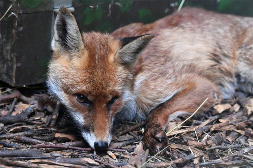 Ein Fuchs in der Pflegestation für Wildtiere in Düdelingen
