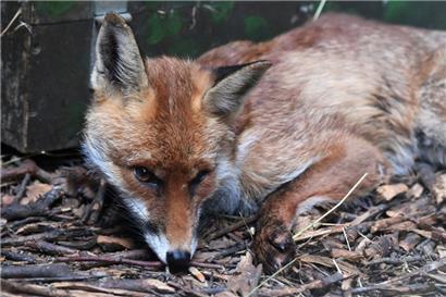 Ein Fuchs in der Pflegestation für Wildtiere in Düdelingen
