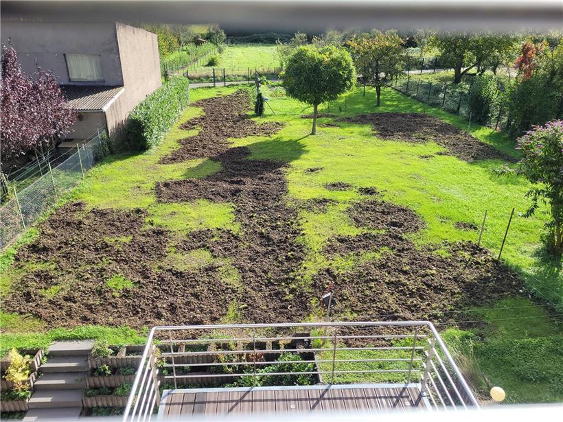 Wildschweine im Garten in Schengen hinterlassen Spuren nach nächtlichem Besuch im Grünbereich