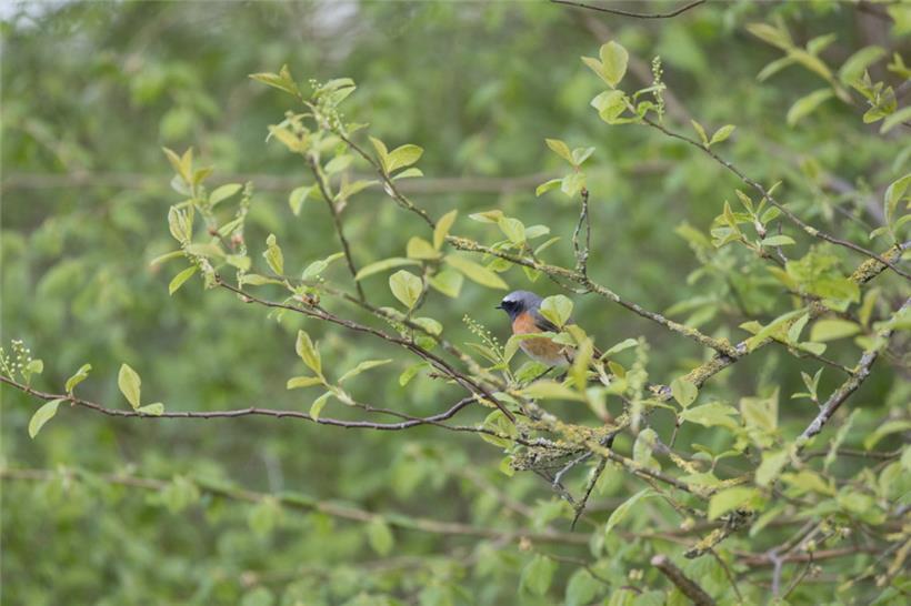 Ein Gartenrotschwanz
