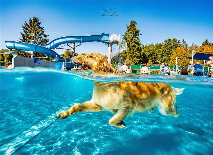 Ein Golden Retriever genießt das Schwimmen im Aqua-Park in Befort
