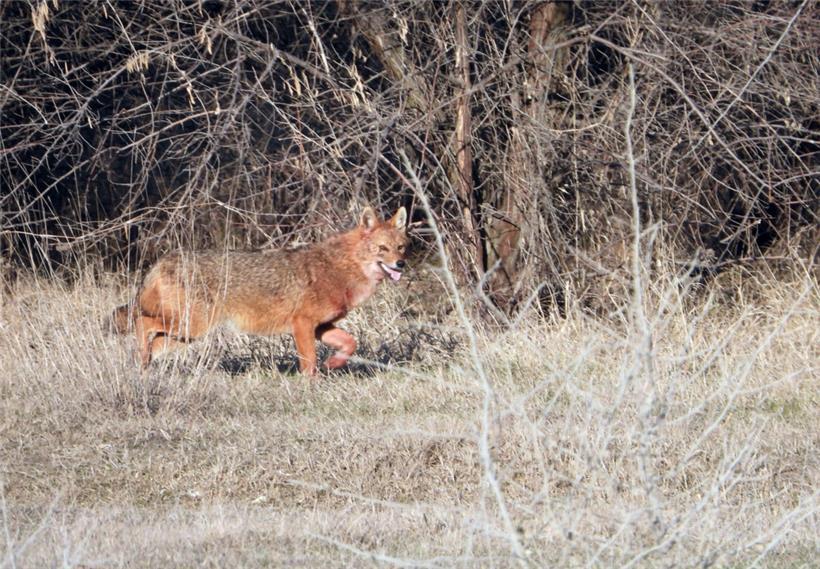 Ein Goldschakal streift durch das Donaudelta
