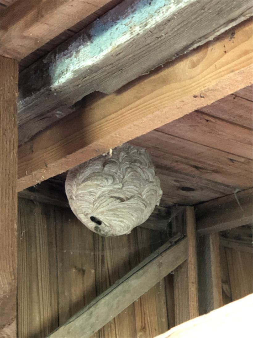 Ein Hornissennest in einem Gartenhäuschen
